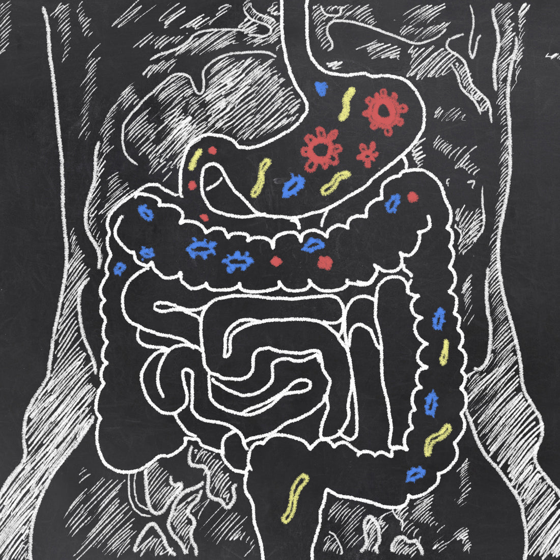 The 3 Keys To Selecting A Great Probiotic Supplement In 2021