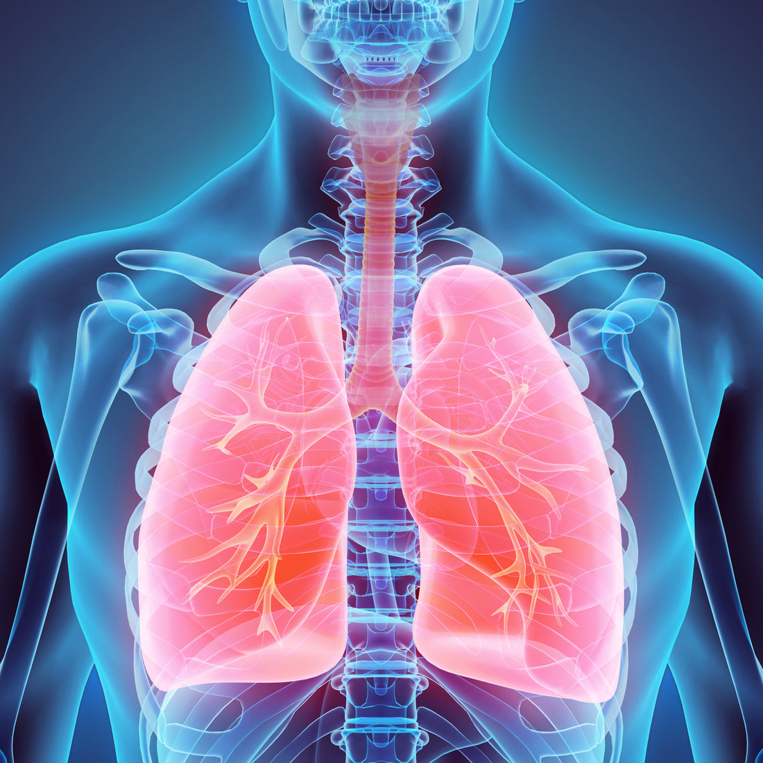 Do-It-All Immune Probiotic Bacillus Clausii Is The Strain You Want For Respiratory Health